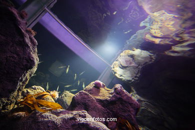 ACUARIO DEL MUSEO DEL MAR DE GALICIA. PECES, ESTRELLAS DE MAR, ANÉMONAS,... VIGO.