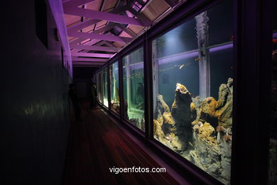 ACUARIO DEL MUSEO DEL MAR DE GALICIA. PECES, ESTRELLAS DE MAR, ANÉMONAS,... VIGO.