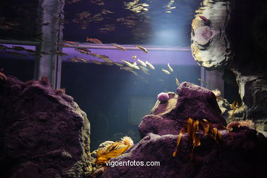 ACUARIO DEL MUSEO DEL MAR DE GALICIA. PECES, ESTRELLAS DE MAR, ANÉMONAS,... VIGO.