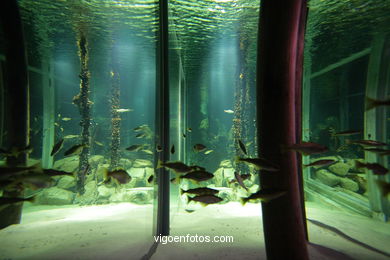 ACUARIO DO MUSEU DO MAR DE a GALIZA. PEIXES, ESTRELAS DE MAR, ANÉMONAS,... VIGO.