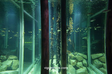 ACUARIO DO MUSEU DO MAR DE a GALIZA. PEIXES, ESTRELAS DE MAR, ANÉMONAS,... VIGO.