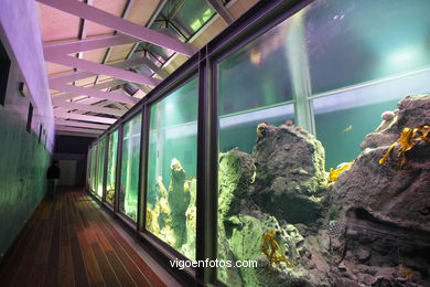 ACUARIO DEL MUSEO DEL MAR DE GALICIA. PECES, ESTRELLAS DE MAR, ANÉMONAS,... VIGO.