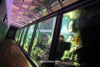 ACUARIO DEL MUSEO DEL MAR DE GALICIA. PECES, ESTRELLAS DE MAR, ANÉMONAS,... VIGO.