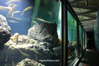 ACUARIO DEL MUSEO DEL MAR DE GALICIA. PECES, ESTRELLAS DE MAR, ANÉMONAS,... VIGO.