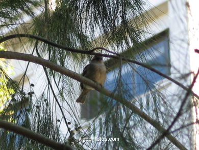 Aves urbanas