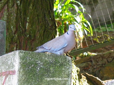 AVES URBANAS