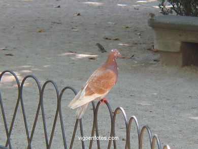 AVES URBANAS