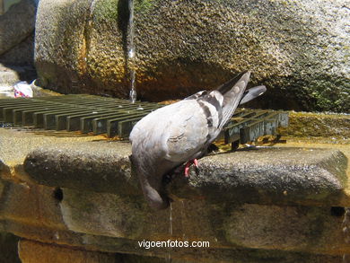 AVES URBANAS