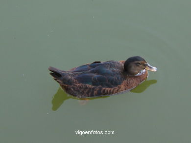 AVES URBANAS