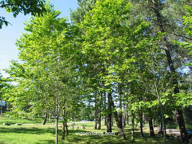 PARQUE FORESTAL DE BANDEIRA