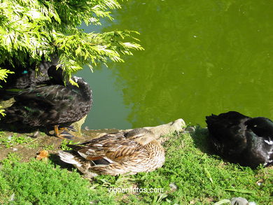 PARQUE FLORESTAL DE BEADE