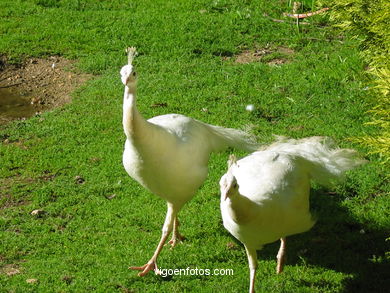 PARQUE FLORESTAL DE BEADE