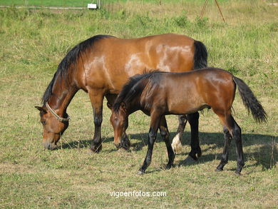 CABALLOS SALVAJES Y DEL RURAL