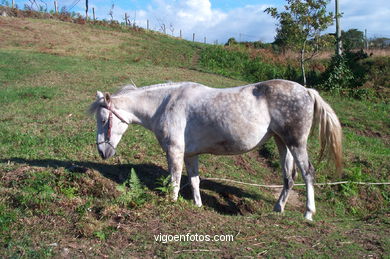 Caballos salvajes y del rural