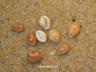 CONCHAS E CARACOLAS MARINHAS