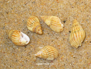 CONCHAS Y CARACOLAS MARINAS