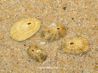 MARINE SHELLS AND CONCHES