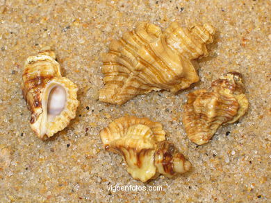 CONCHAS E CARACOLAS MARINHAS