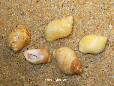 CONCHAS Y CARACOLAS MARINAS