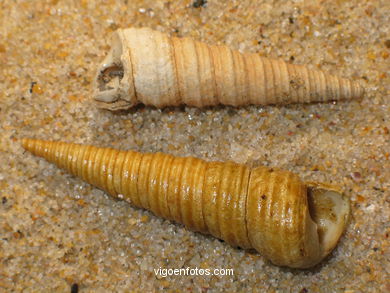 CONCHAS Y CARACOLAS MARINAS