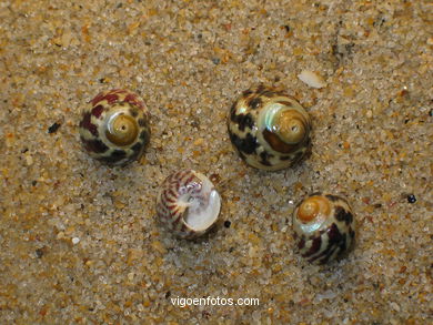 CONCHAS Y CARACOLAS MARINAS