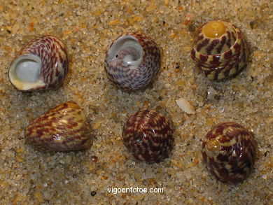 CONCHAS Y CARACOLAS MARINAS