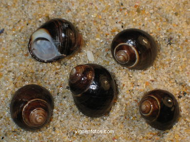 CONCHAS Y CARACOLAS MARINAS