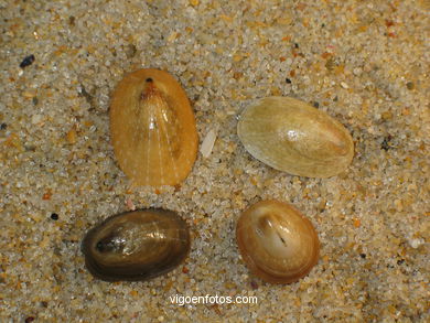 Conchas y caracolas marinas