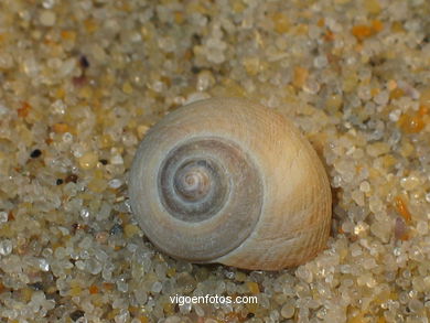 CONCHAS Y CARACOLAS MARINAS