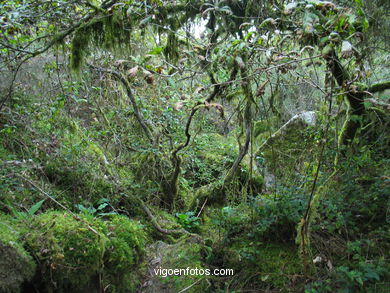 GRUTAS DO FOLÓN - CORUXO (Vigo)