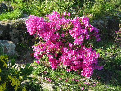 FLORES DE JARDÍN