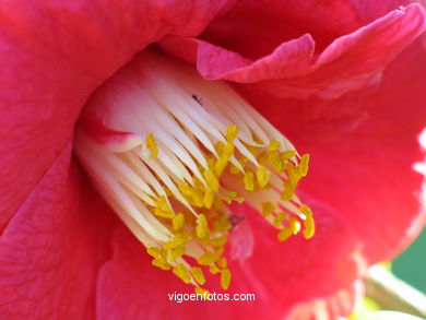 FLORES DE JARDÍN