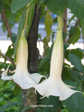 GARDEN FLOWERS