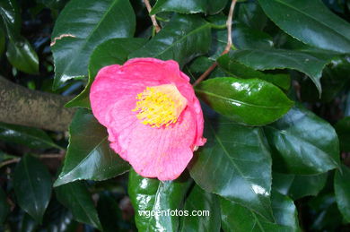 FLORES DE JARDÍN