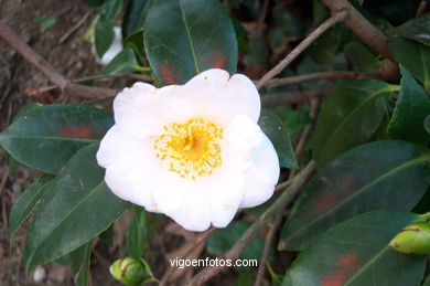 FLORES DE JARDIM