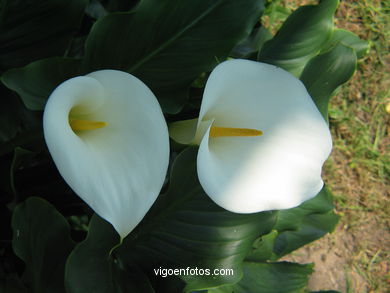 FLORES DE JARDIM