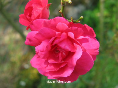 FLORES DE JARDIM