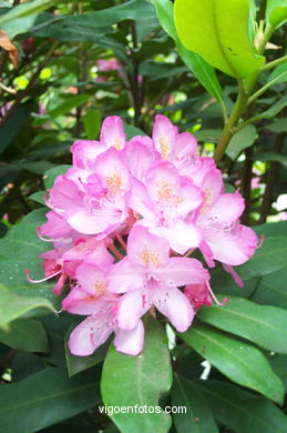 FLORES DE JARDÍN