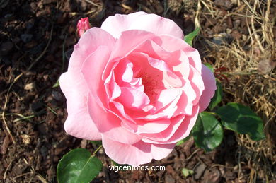 FLORES DE JARDIM