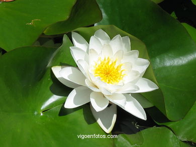 FLORES DE JARDIM