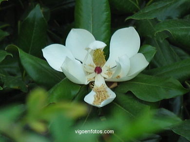 FLORES DE JARDIM