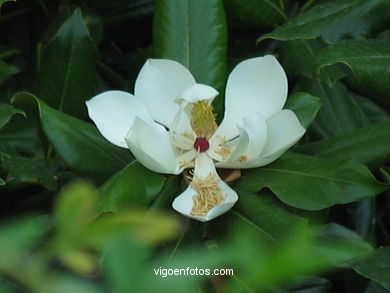 GARDEN FLOWERS