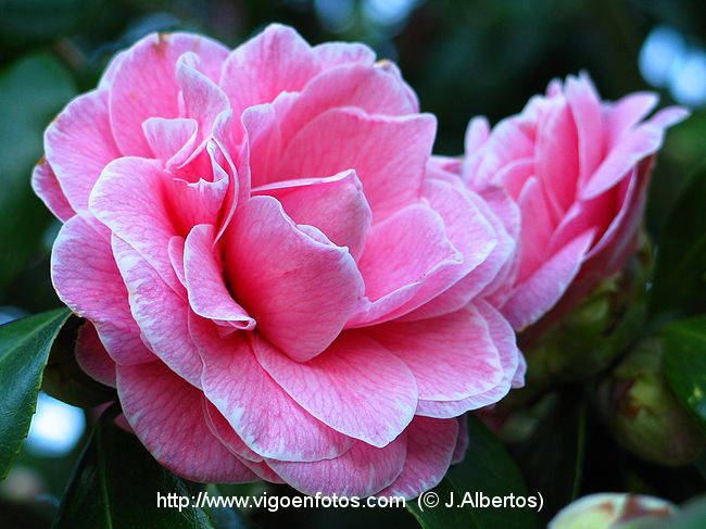 FOTOS DE FLORES DE JARDÍN - VIGO. GALICIA