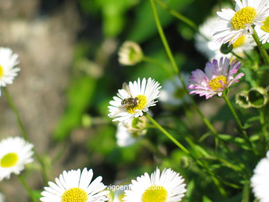 FLOWERS AND WILD PLANTS