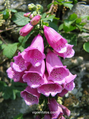 FLORES Y PLANTAS SILVESTRES