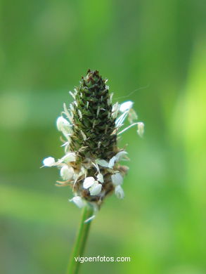 FLORES E PLANTAS SILVESTRES