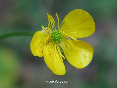 FLORES Y PLANTAS SILVESTRES