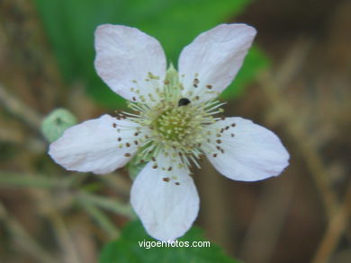 FLOWERS AND WILD PLANTS