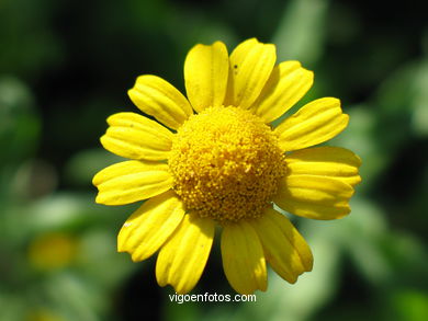 Flowers and wild plants