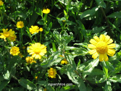 FLORES E PLANTAS SILVESTRES